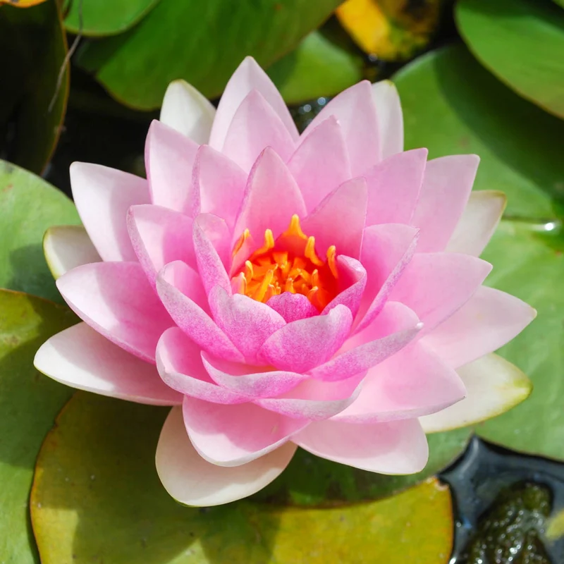 New for Spring Planting