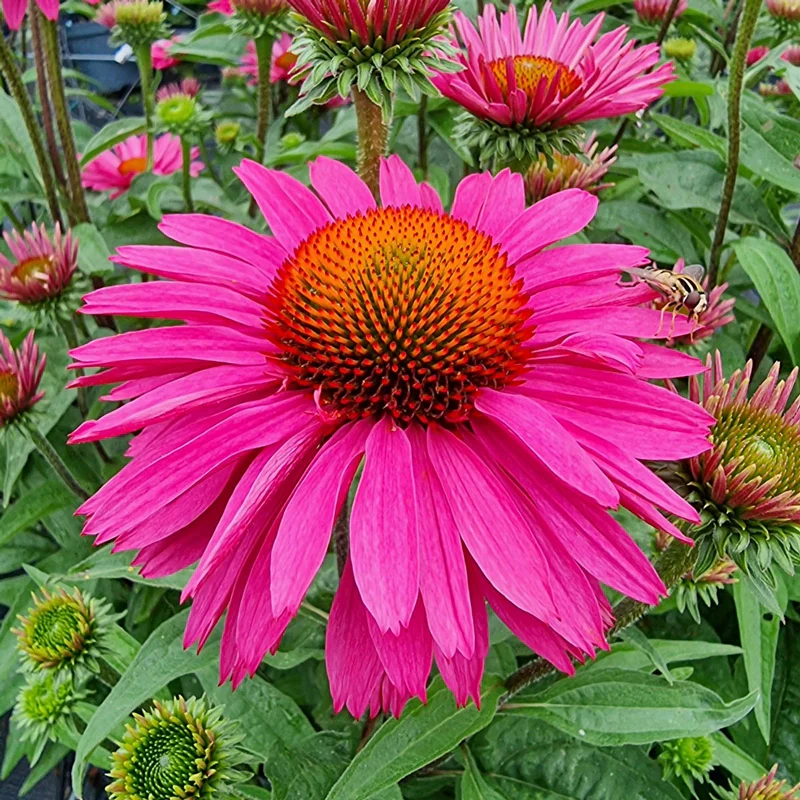 The Best Plants for Zone 4